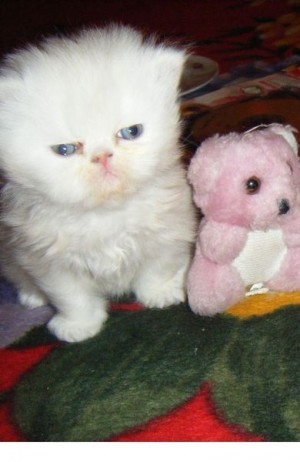 Barney cica